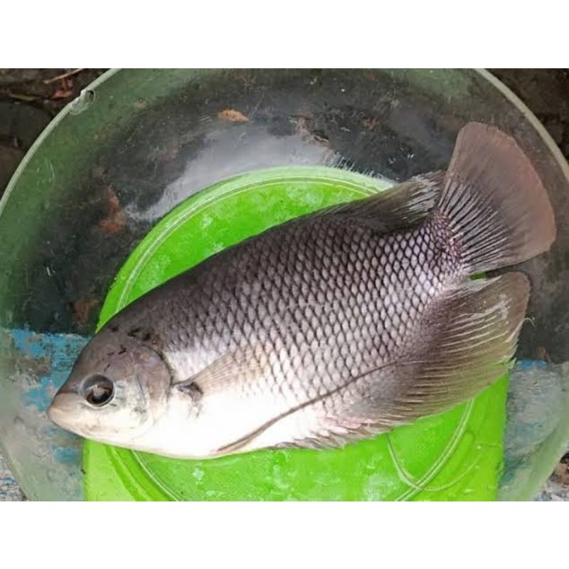 Jual Ikan Gurame Segar 1kg Shopee Indonesia