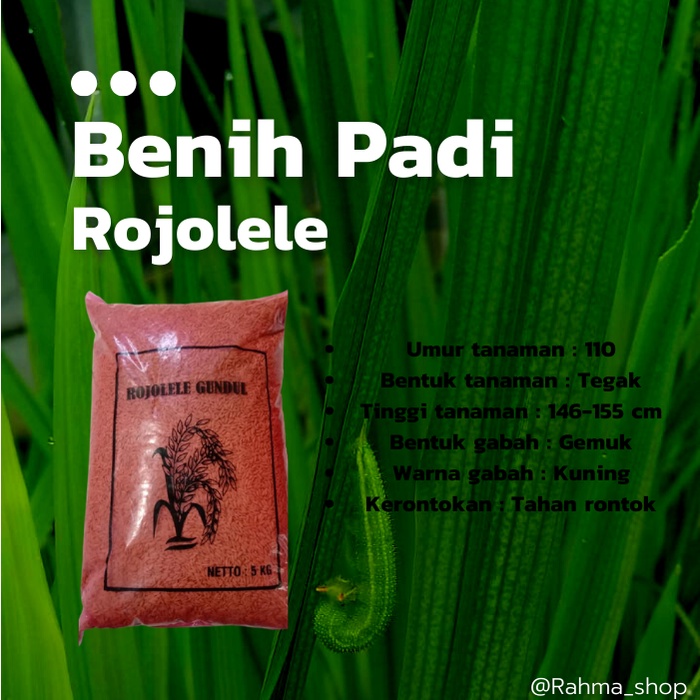 Jual Benih Padi Rojolele Rajalele Rojo Lele Kg Shopee Indonesia