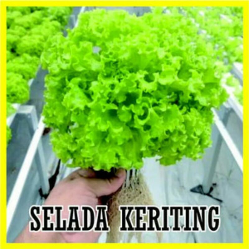 Jual Benih Biji Selada Hijau Keriting Hidroponik Isi Buah Shopee