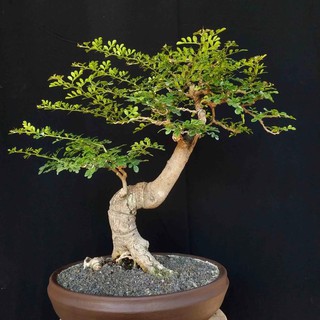 Jual Bonsai T500 Pohon Kawista Batu Tanaman Hias Antik Unik Murah