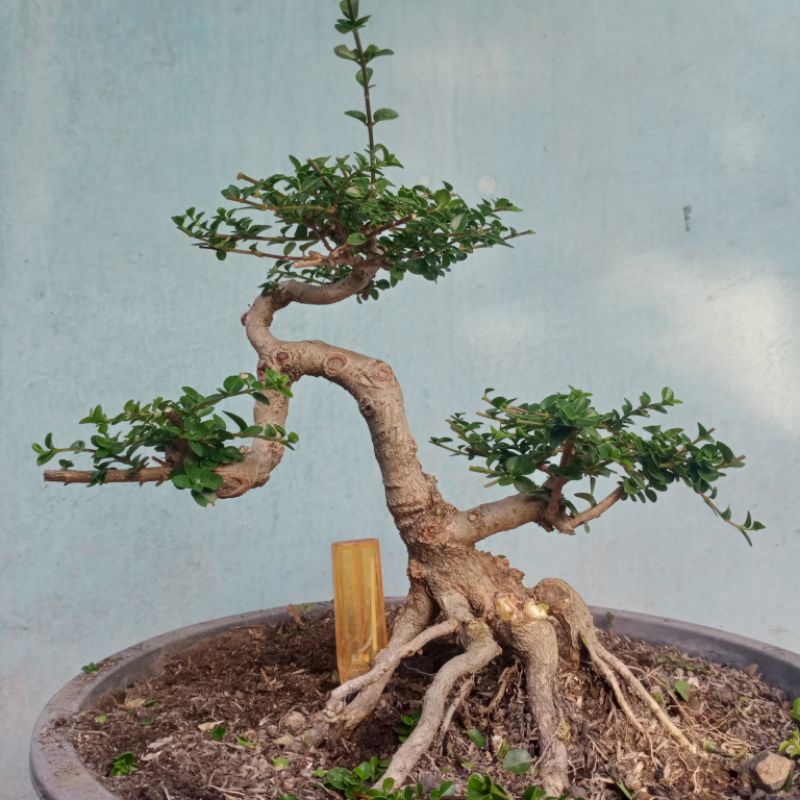 Jual Bahan Bonsai Sancang Small Cantik Shopee Indonesia