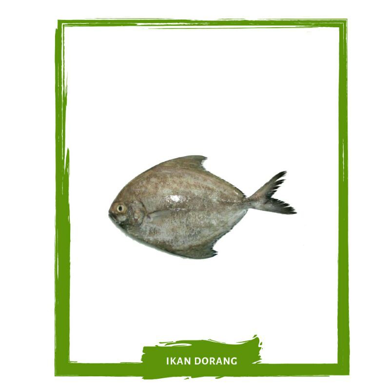 Jual Ikan Dorang Ikan Segar By Mallahrizwa Shopee Indonesia