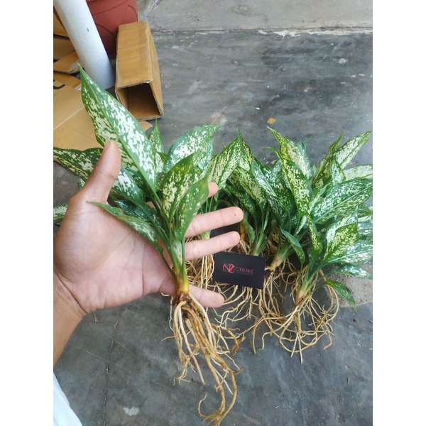 Jual Aglaonema Snow White Tanian Lokal Aglonema Snow White Shopee