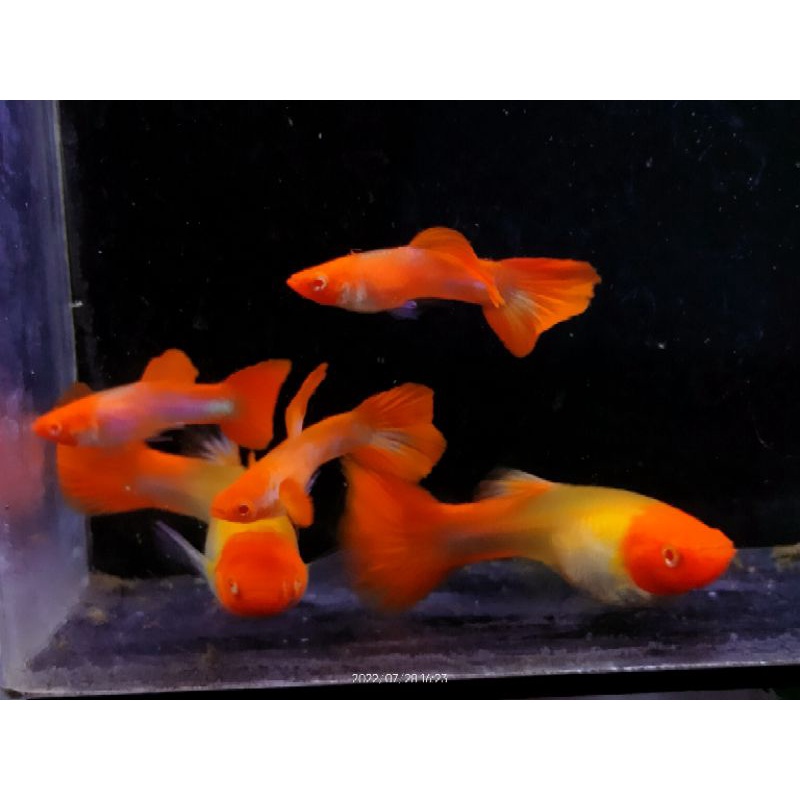 Jual Hiasan Aquarium Albino Koi Gen Red Ear Shopee Indonesia