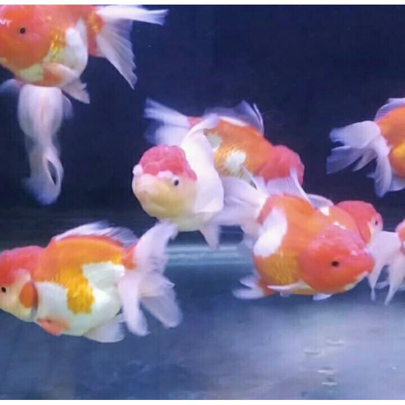 Jual Koki Oranda Jambul M Shopee Indonesia