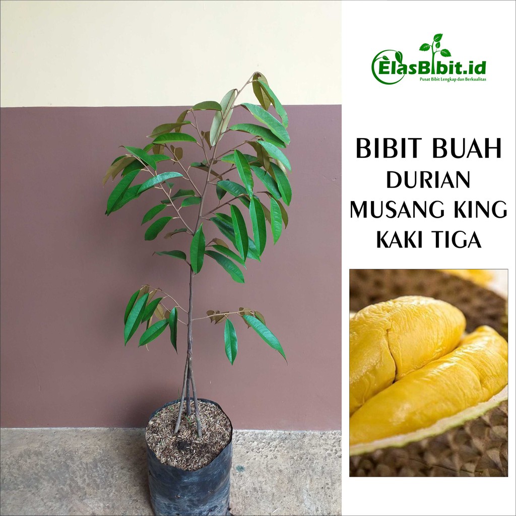 Jual Bibit Buah Durian Musang King Kaki 3 Shopee Indonesia