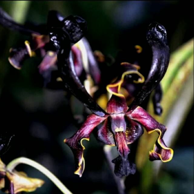 Jual Anggrek Dendrobium Black Spider X Besi Remaja Besar Shopee Indonesia