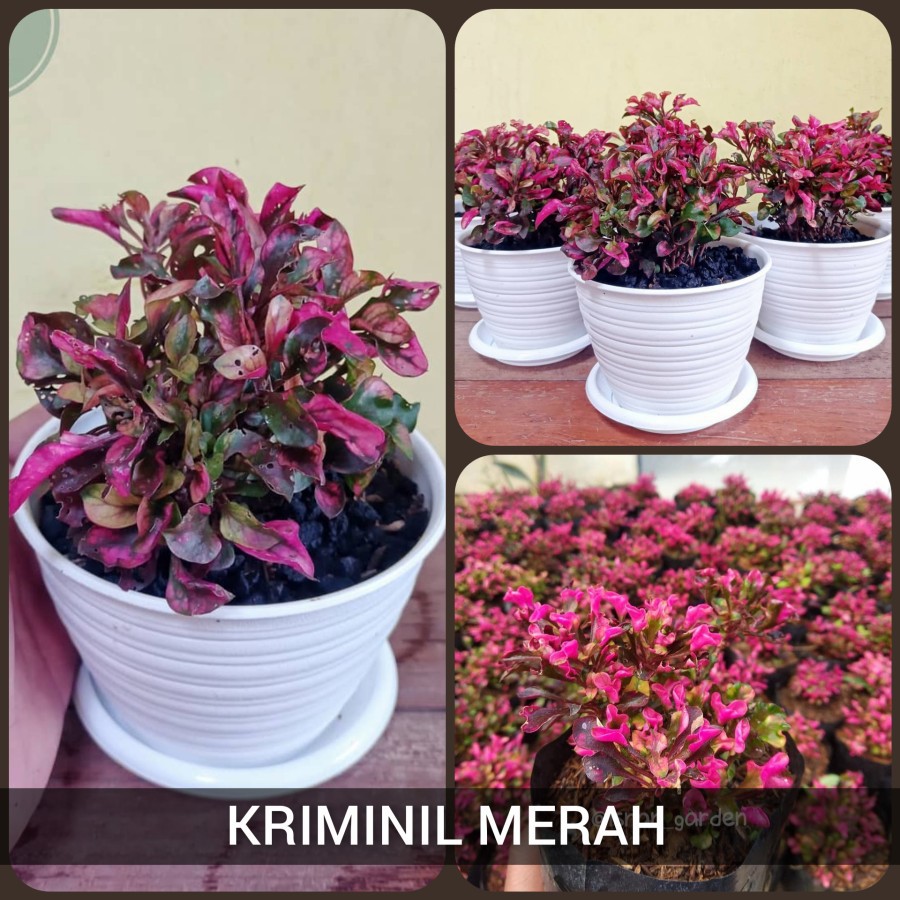 Jual Kriminil Merah Tanaman Hias Lanskap Kriminil Krokot Merah Tanaman