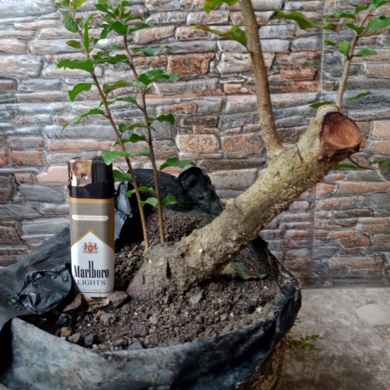 Jual Bahan Bonsai Rukem Bogo Cantik Shopee Indonesia