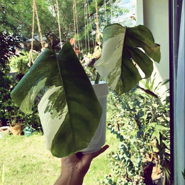 Jual Monstera Variegata Deliciosa King Albo Shopee Indonesia