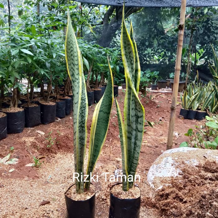 Jual Sansevieria Trifasciata Lidah Mertua Kuning Meter Shopee Indonesia