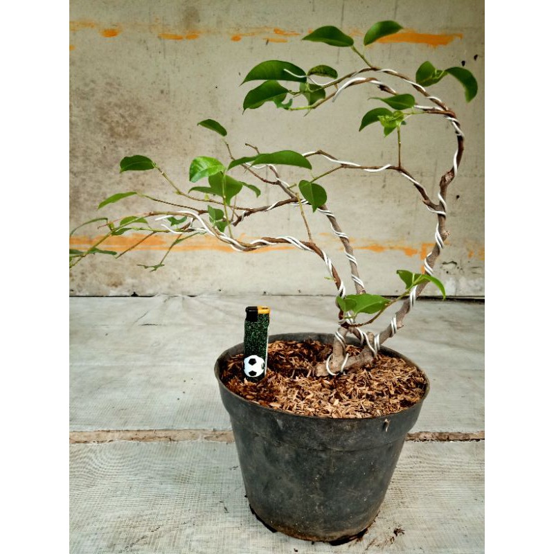 Jual Bahan Bonsai Beringin Ficus Benjamina Shopee Indonesia