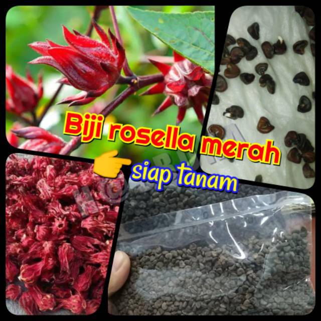 Jual Biji Benih Rosella Merah Siap Tanam Shopee Indonesia