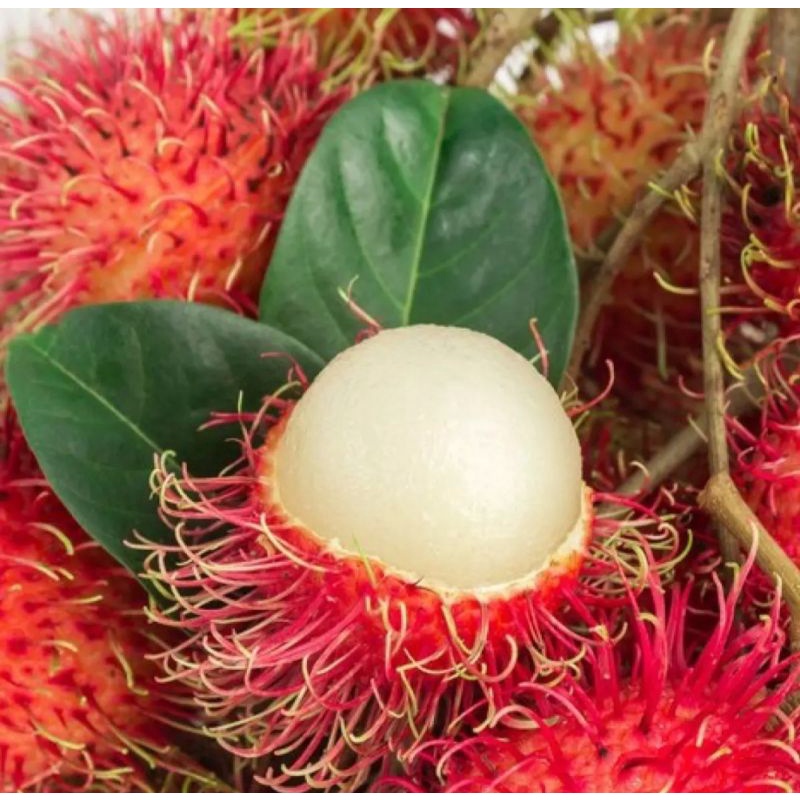 Jual Buah Rambutan Segar Tanpa Batang Rambutan Ace Kg Indonesia