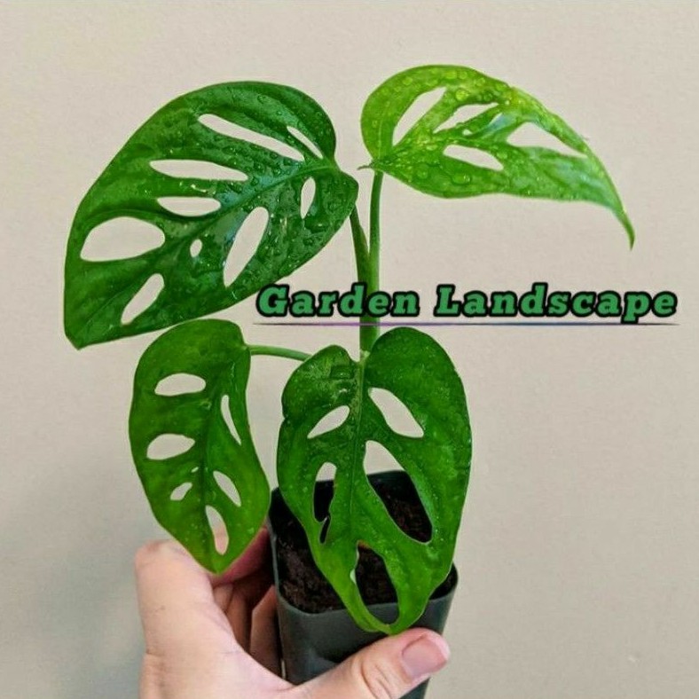 Jual PROMO TANAMAN HIAS MONSTERA OBLIQUA MONSTER JANDA BOLONG