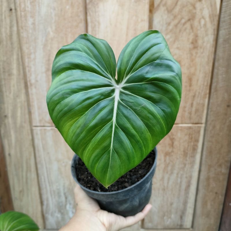 Jual Tanaman Hias Philodendron Mc Dowell Pastazanum Daun Shopee