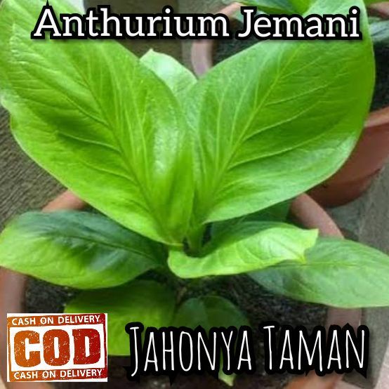 Jual Promo Tanaman Hias Anthurium Jemani Cobara Tanaman Antorium