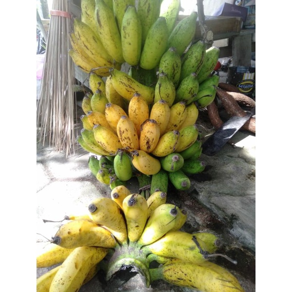 Jual Bibit Bonggol Pisang Susu Raja Sereh Shopee Indonesia