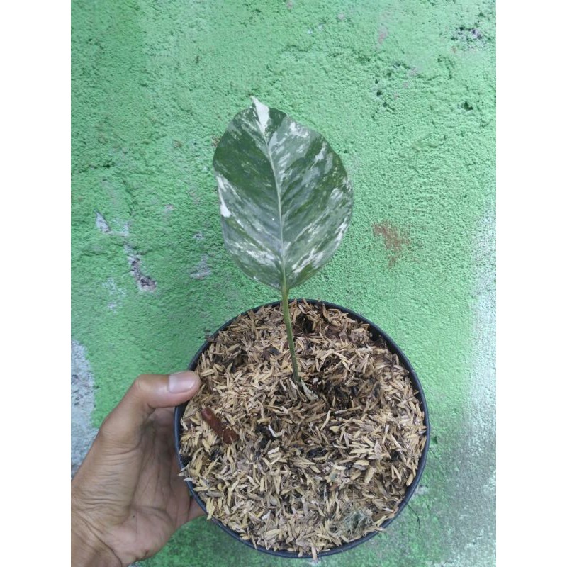 Jual Tanaman Hias Epipremnum Pinatum Variegata Ekor Naga Varigata