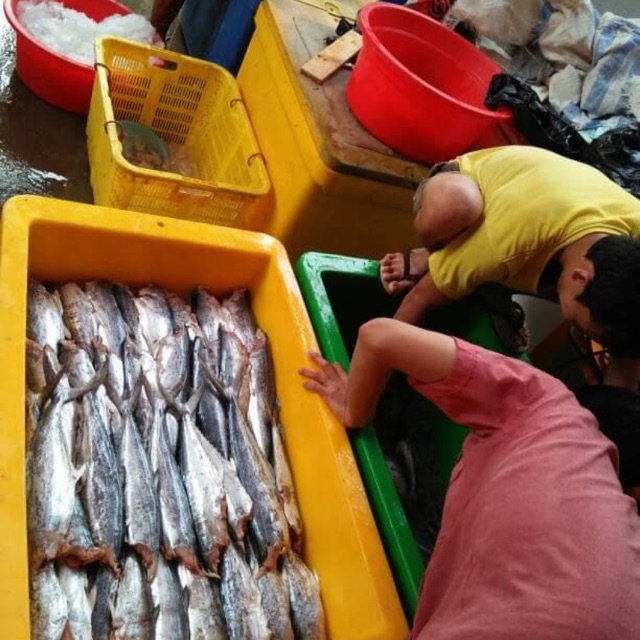 Jual Ikan Tenggiri Giling Kualitas Standar Shopee Indonesia