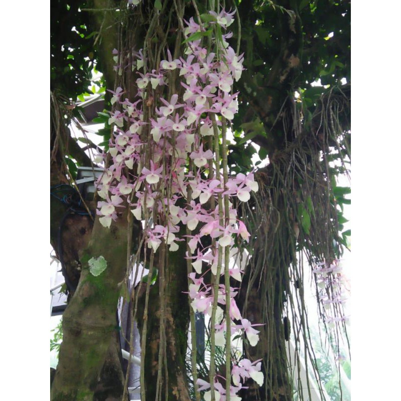 Jual Dendrobium Aphyllum Anggrek Tirai Indonesia Shopee Indonesia