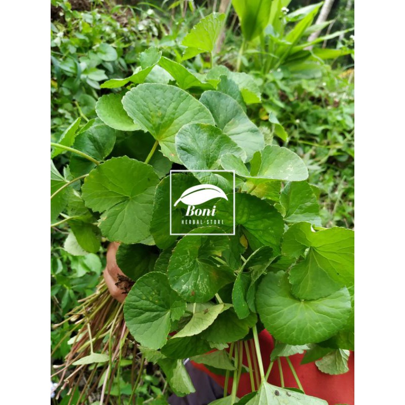 Jual Daun Pegagan Antanan Ada Batang Fresh Kg Shopee Indonesia