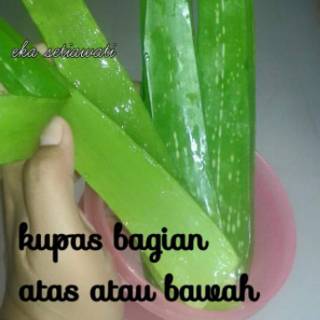 Jual Pohon Tanaman Aloe Vera Lidah Buaya Herbal Pelepah Lidah Buaya