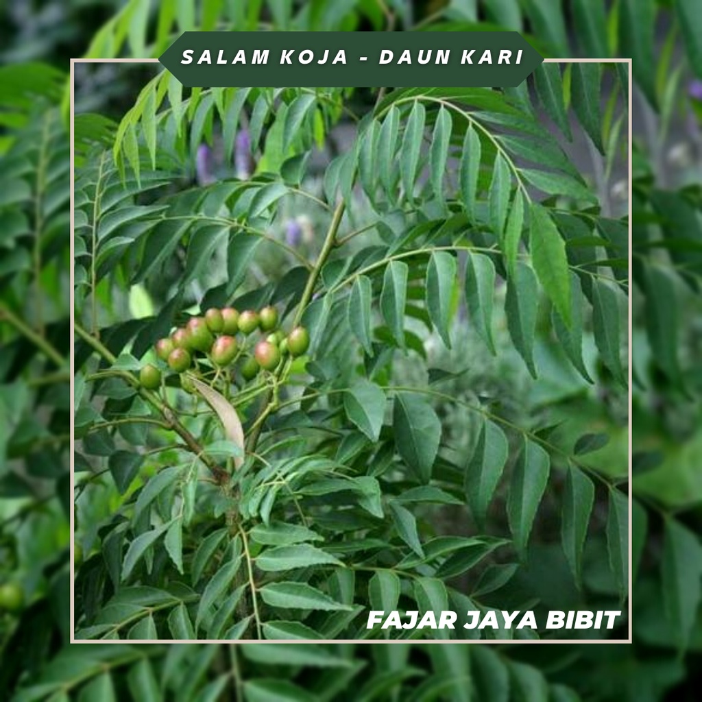 Jual Bibit Salam Koja Daun Kari Untuk Bumbu Masak Sayur Kari Shopee