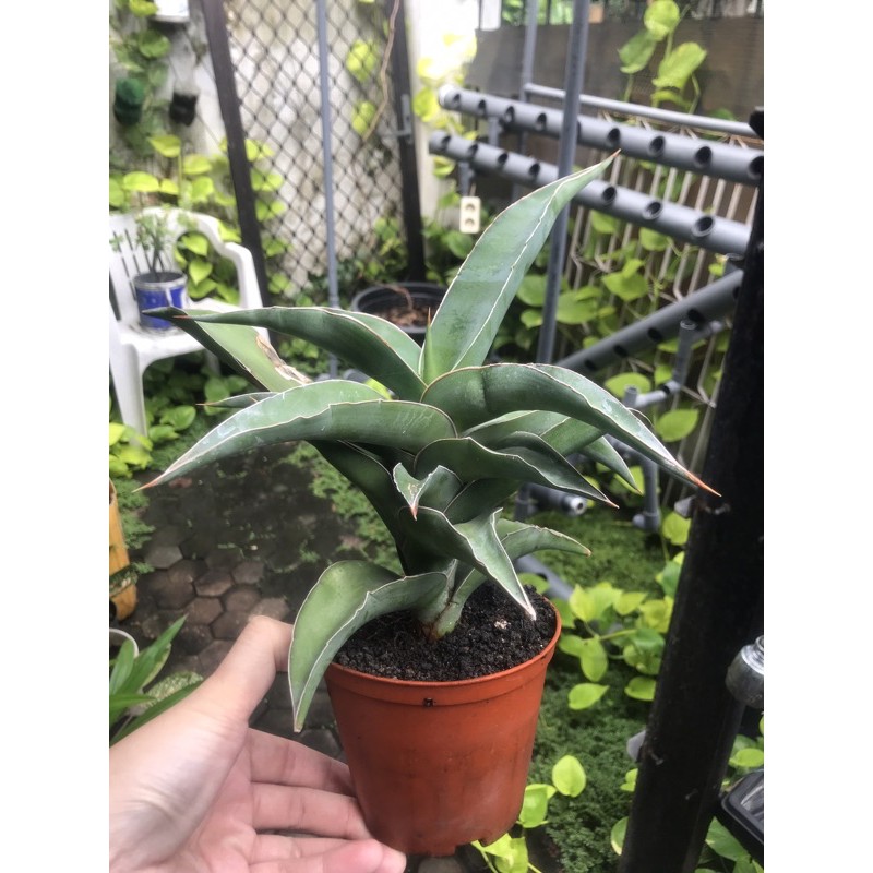 Jual Tanaman Hias Sukulen Sansevieria Shopee Indonesia