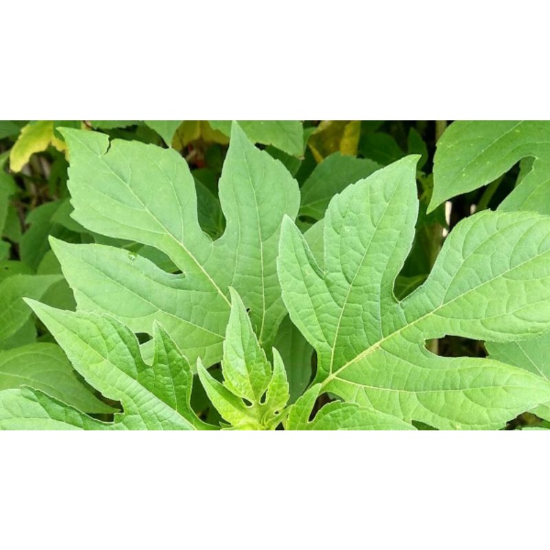 Jual Daun Insulin Segar Fresh Daun Ki Pahit Pait Obat Herbal Alami