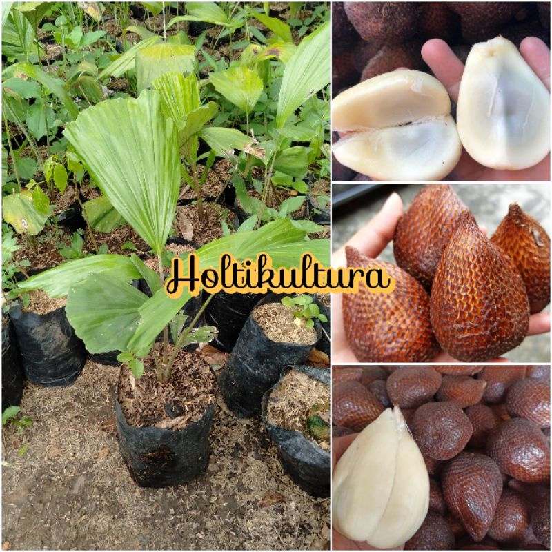 Jual Bibit Buah Salak Pondoh Atau Salak Madu Holtikultura Tanaman