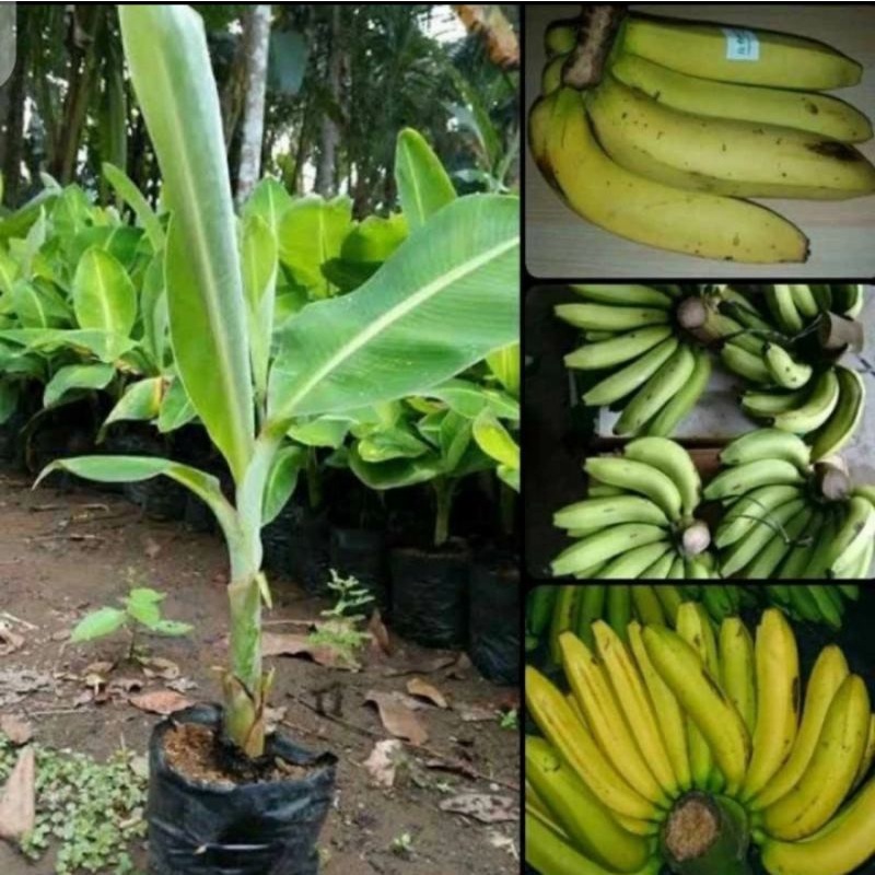 Jual Bibit Pisang Ambon Lumut Shopee Indonesia