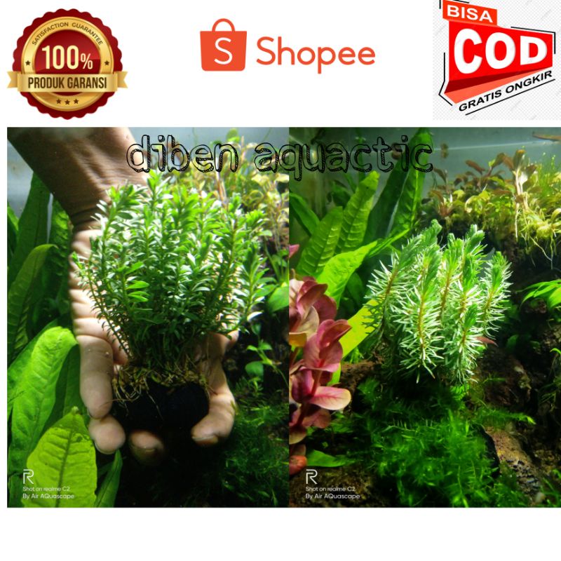 Jual Rotala Najesan Tanaman Aquascape Media Wabikusa Low Co Shopee