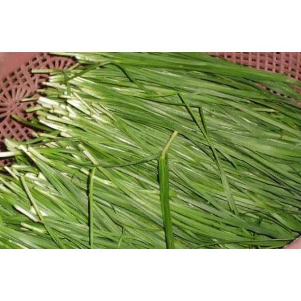 Jual Order Isi 10 Benih Biji Daun Bawang Kucai Chinese Chives