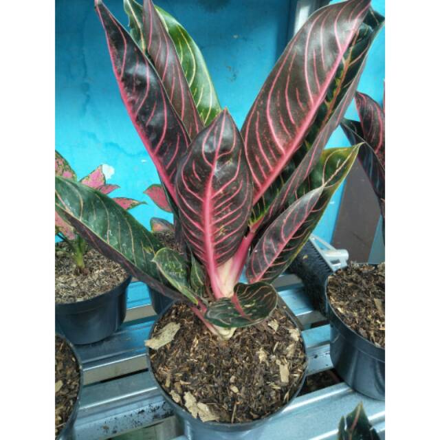 Jual Aglonema Red Sumatra Calon Induk Remaja Indonesia Shopee Indonesia