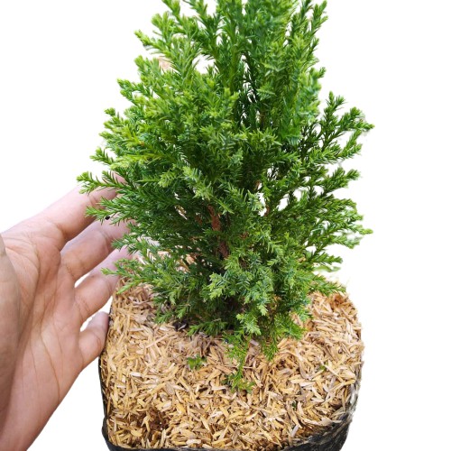 Jual Tanaman Hias Daun Cemara Duri Juniperus Shopee Indonesia