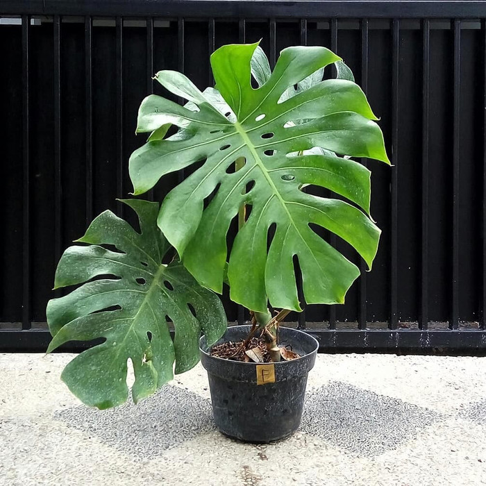 Jual Tanaman Hias Monstera King Monstera King Tanaman Indoor Outdoor