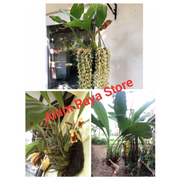 Jual Paket Anggrek Coelogyne Spesies 3 Jenis Paket Anggrek Spesies