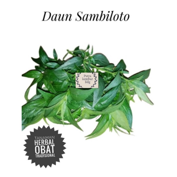 Jual Daun Sambiloto Segar Daun Sambiloto Sambiloto Segar Fres Gram