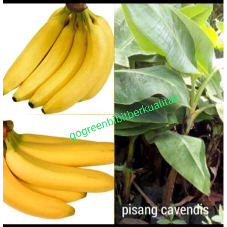 Jual Bibit Pisang Cavendish Tanaman Pisang Shopee Indonesia