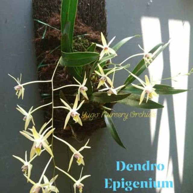 Jual Anggrek Spesies Murah Anggrek Dendrobium Epigenum Di Papan Pakis