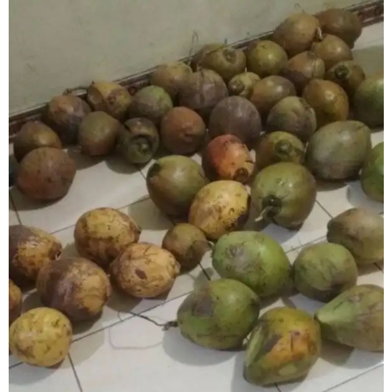 Jual Kelapa Kopyor Genjah Pati XL 53 55cm Shopee Indonesia