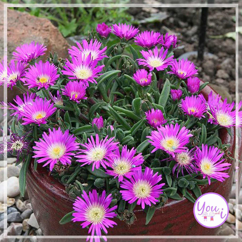 Jual Ice Plant Purple Isi Benih Biji Bunga Shopee Indonesia