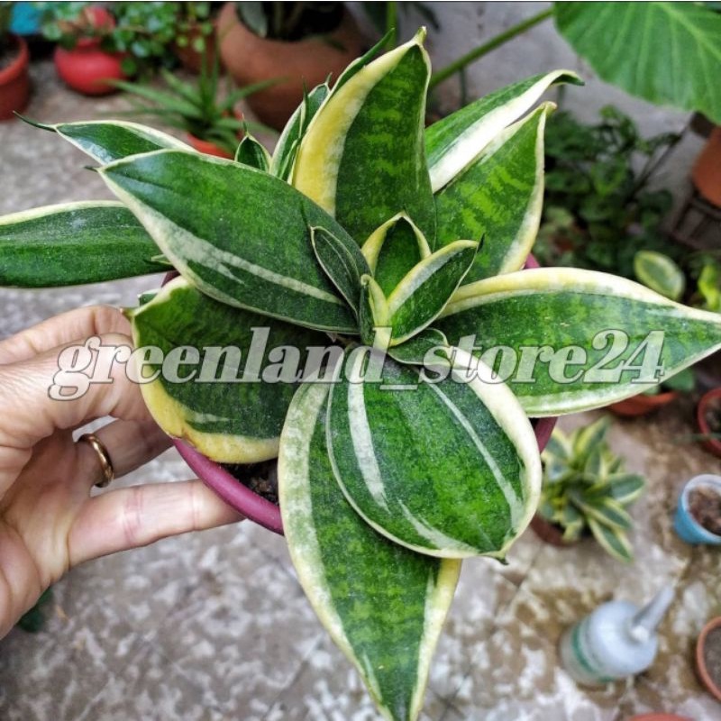 Jual Sansevieria Sansevieria Mini Tanaman Pembersih Udara Tapis