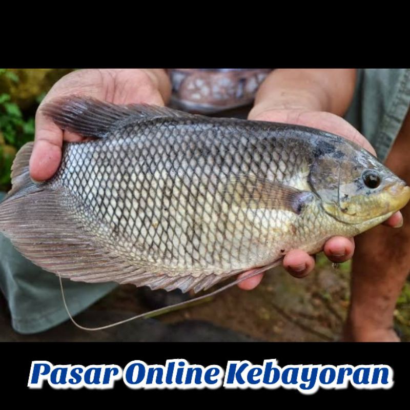 Jual Ikan Gurame Hidup Segar Kg Jabodetabek Shopee Indonesia