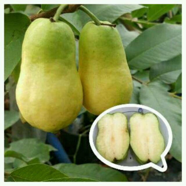 Jual Tanaman Bibit Buah Jambu Sukun Farang Thailand Shopee Indonesia