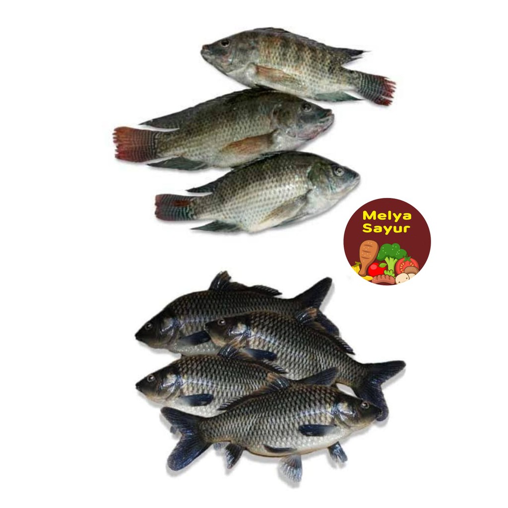 Jual Ikan Segar Ikan Mujair Segar Murah 500gr Ikan Mas Segar Murah