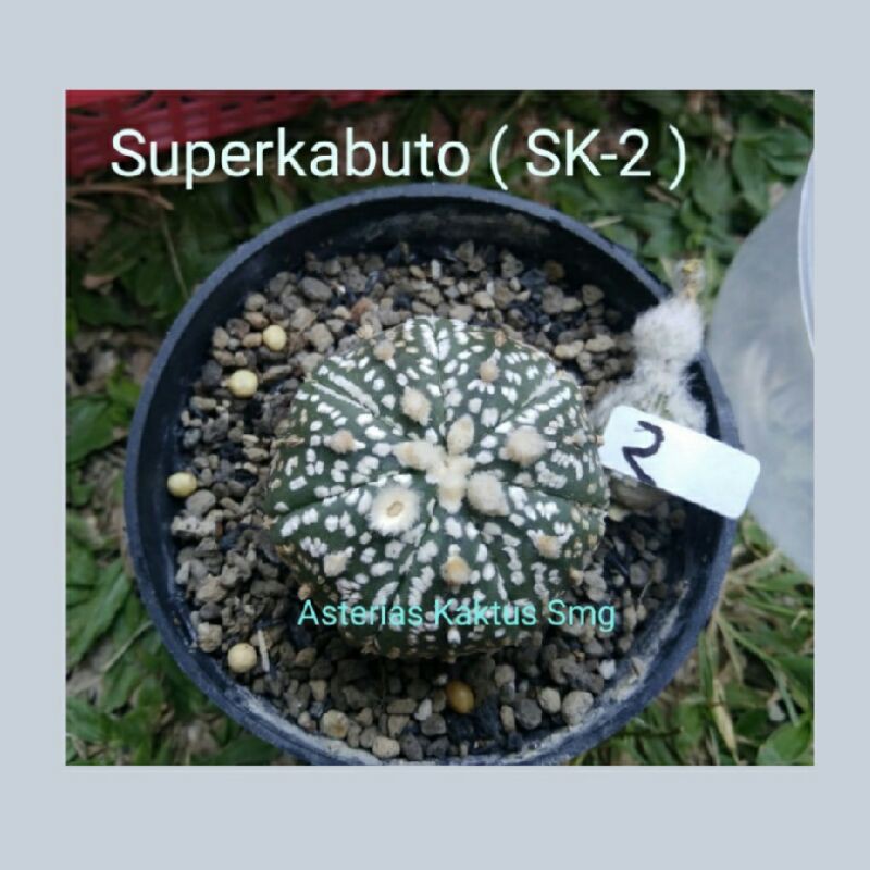 Jual Biji Kaktus Astro Astrophytum Superkabuto SK 2 Shopee Indonesia