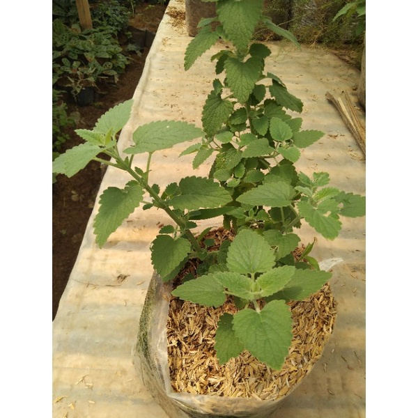 Jual Bibit Catnip Catswort Nepeta Catarita Shopee Indonesia