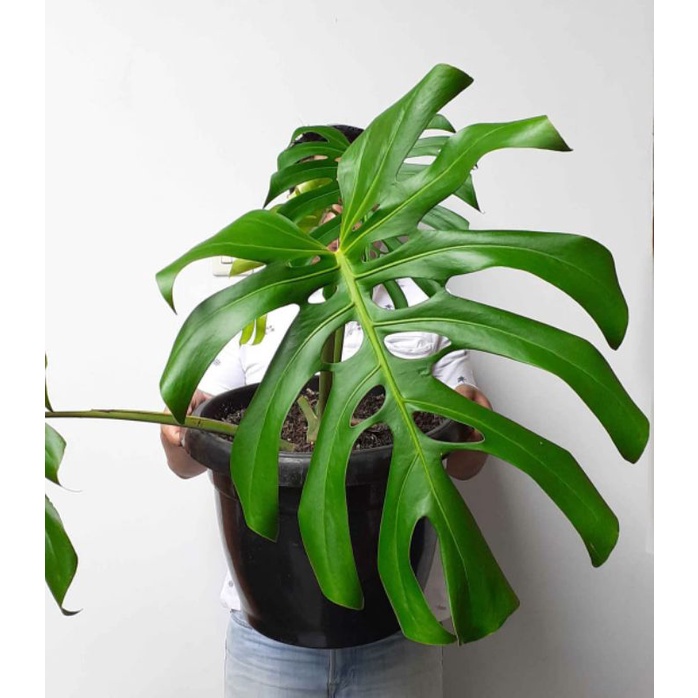 Jual MONSTERA KING DELICIOSA BIBIT 1 2 DAUN TANAMAN HIDUP Shopee